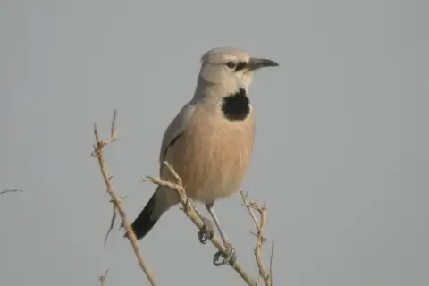 Turkestan Ground Jay