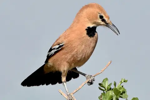 Iranian Ground Jay
