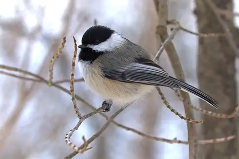 Black-capped Chickadee