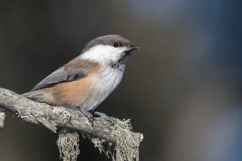 Grey-headed Chickadee