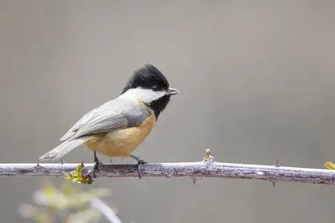 Pere David's Tit