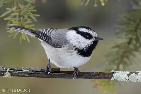 Mountain Chickadee