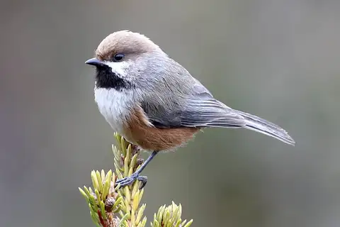 Boreal Chickadee