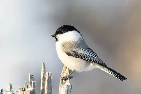 Willow Tit