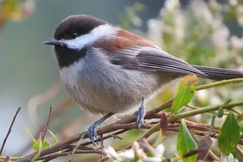 Chestnut-backed Chickadee