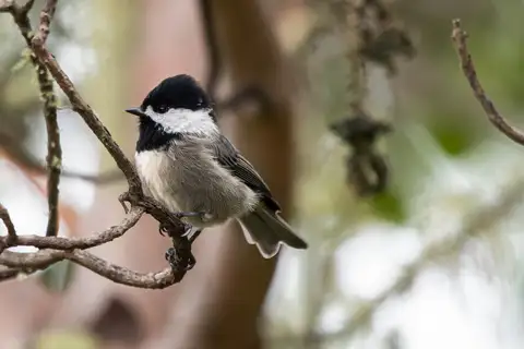 Mexican Chickadee