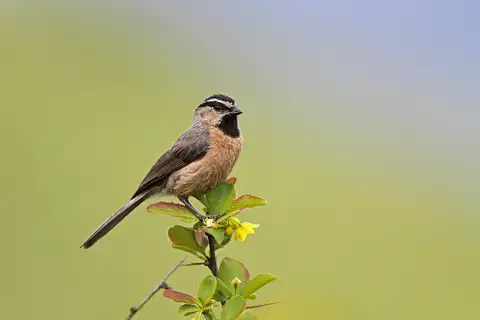 White-browed Tit