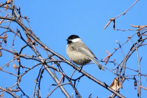 Sichuan Tit
