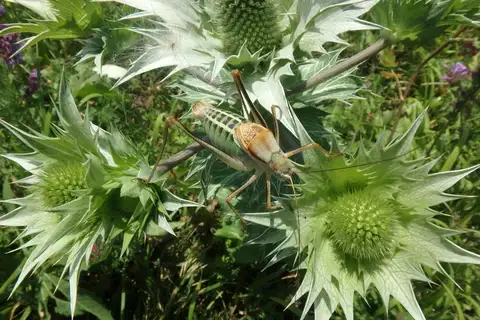 Heroic Bright Bush-Cricket