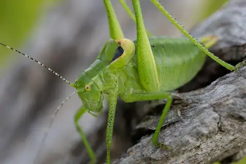 Ornate Bright Bush-cricket