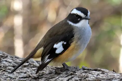 Buff-sided Robin