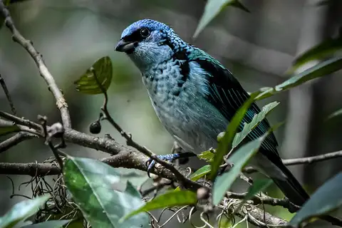 Azure-rumped Tanager