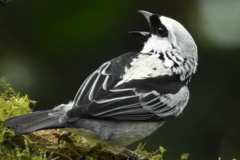 Grey-and-gold Tanager