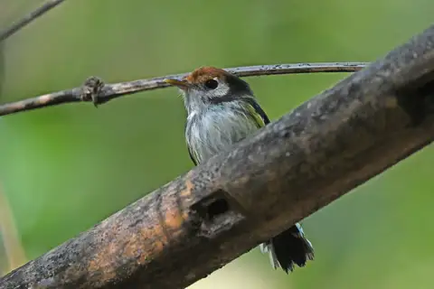 White-cheeked Tody-Flycatcher