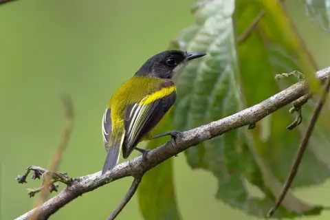 Golden-winged Tody-Flycatcher