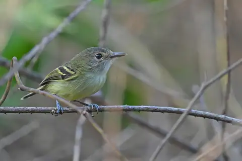 Smoky-fronted Tody-Flycatcher