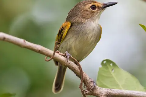 Rusty-fronted Tody-Flycatcher