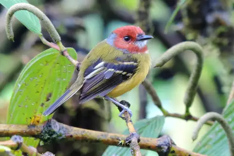 Lulu's Tody-Flycatcher