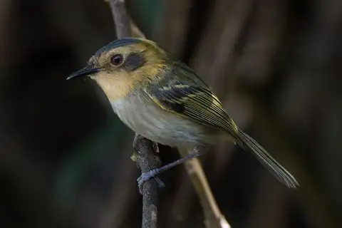 Ochre-faced Tody-Flycatcher