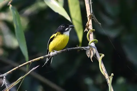 Black-backed Tody-Flycatcher
