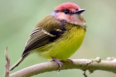 Rufous-crowned Tody-Flycatcher