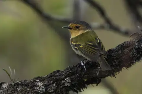 Ruddy Tody-Flycatcher