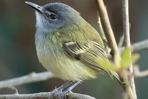 Slaty-headed Tody-Flycatcher