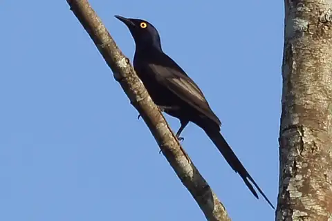 Narrow-tailed Starling