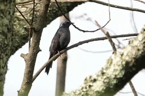 Stuhlmann's Starling