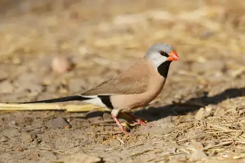 Long-tailed Finch