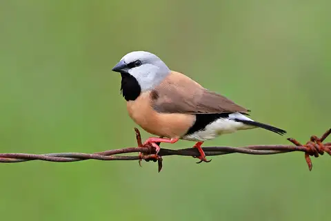 Black-throated Finch