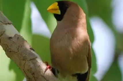 Masked Finch