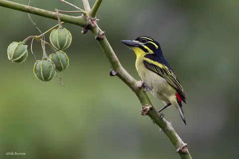 Red-rumped Tinkerbird