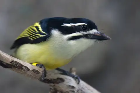 Yellow-rumped Tinkerbird