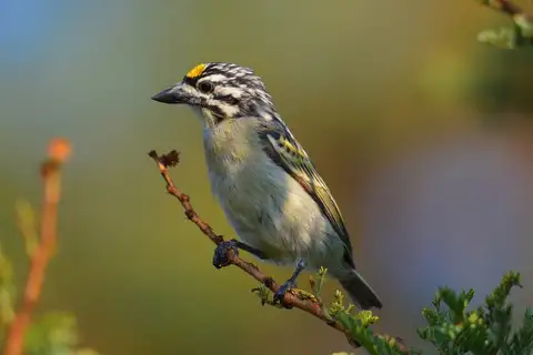 Yellow-fronted Tinkerbird