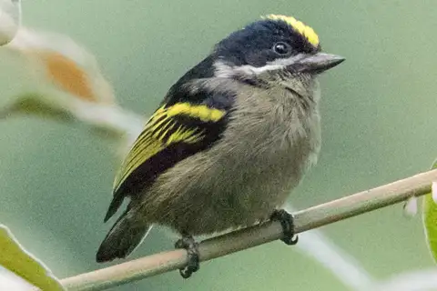 Western Tinkerbird
