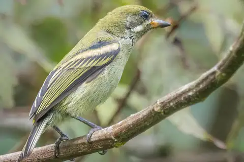 Moustached Tinkerbird