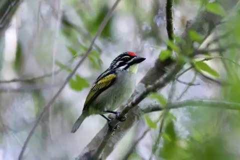 Southern Red-fronted Tinkerbird