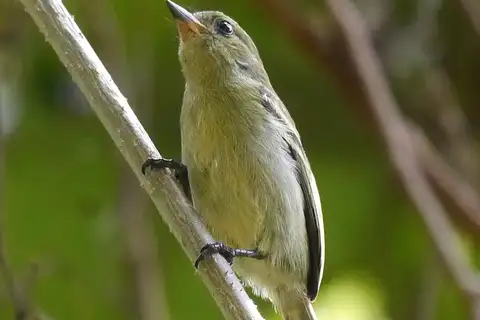 Green Tinkerbird