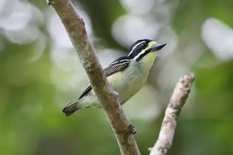 Yellow-throated Tinkerbird