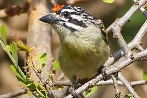 Northern Red-fronted Tinkerbird