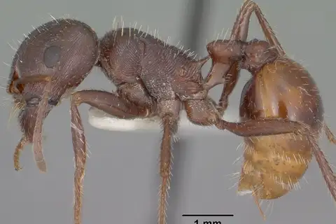 Rough Harvester Ant