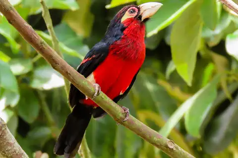 Double-toothed Barbet
