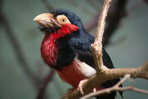 Bearded Barbet
