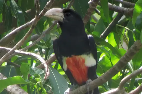 Black-breasted Barbet