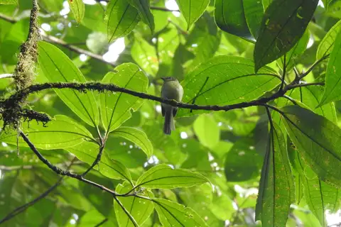 Chapman's Bristle Tyrant