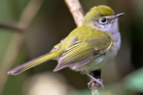 Serra do Mar Bristle Tyrant