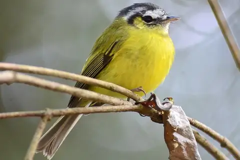 Southern Bristle Tyrant