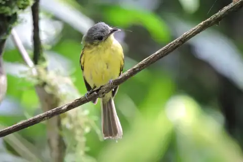 Antioquia Bristle Tyrant