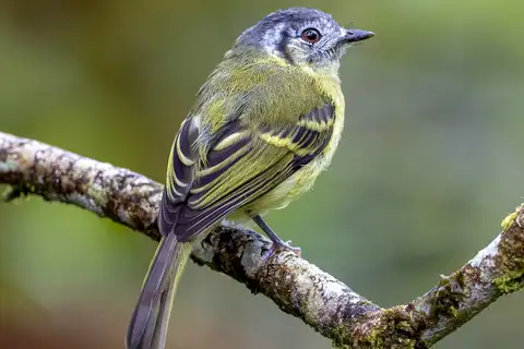 Marble-faced Bristle Tyrant